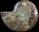 Cut Ammonite Fossil (Half) - Agatized #42516-1